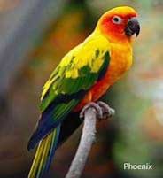 Sun-conure