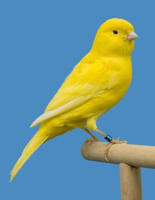 Canary