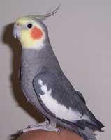 cockatiel bird