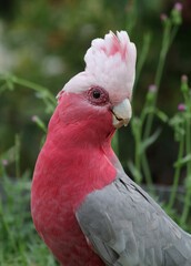 galah