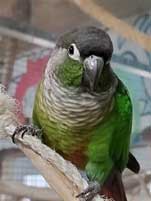 green-cheeks-parrot