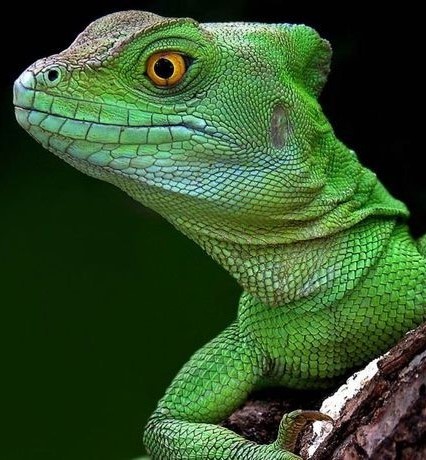 green lizard