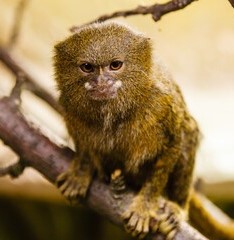 marmoset monkey