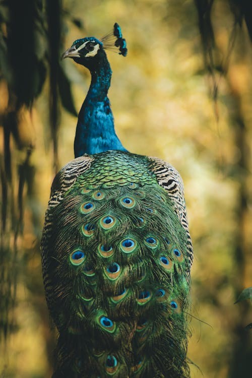 peacock