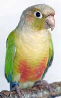 pineapple-conure