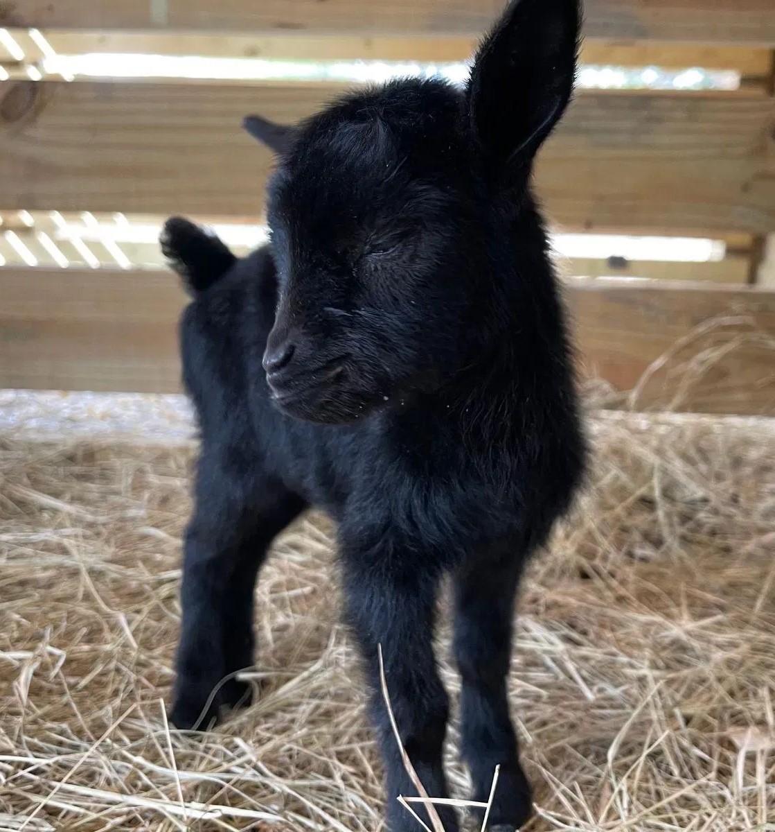 pygmy goat