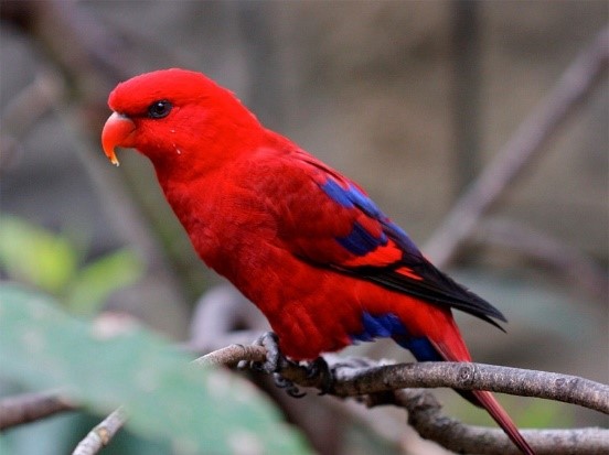 red lorikeet